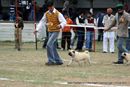 Chandigarh Kennel Club 2011 | sw-35, ex-18,pug,