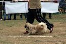 Chandigarh Kennel Club 2011 | sw-35, pekingese,