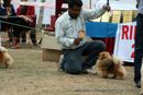 Chandigarh Kennel Club 2011 | sw-35, ex-1,pomeranian,