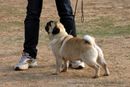 Chandigarh Kennel Club | pug,sw-110,