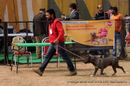 Chandigarh Kennel Club | american staffordshire terrier,ex-17,sw-110,