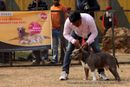 Chandigarh Kennel Club | american staffordshire terrier,ex-18,sw-110,
