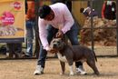 Chandigarh Kennel Club | american staffordshire terrier,ex-18,sw-110,