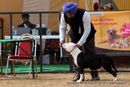 Chandigarh Kennel Club | american staffordshire terrier,ex-19,sw-110,