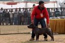Chandigarh Kennel Club | american staffordshire terrier,ex-17,sw-110,