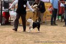 Chandigarh Kennel Club | american staffordshire terrier,ex-19,sw-110,