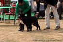 Chandigarh Kennel Club | ex-20,staffordshire bull terrier,sw-110,