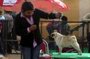 Chandigarh Kennel Club | ex-09,pug,sw-110,