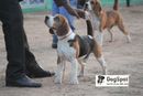 Chandigarh | Beagle,