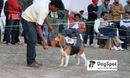 Chandigarh | Beagle,