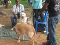 Chennai Dog Show (2009) | 