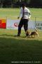 Chennai Dog Shows | beagle,