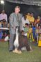 Chennai Dog Shows | chennai dog shows