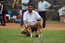 Chennai Dog Shows | beagle,