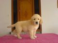 cutest golden retrevier pups ever | cutest golden retrevier pups ever