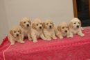 cutest golden retrevier pups ever | cutest golden retrevier pups ever