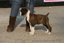 Day 2 IKL Show IIPTF | all breed championship,boxer,