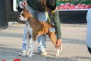 Day 2 IKL Show IIPTF | all breed championship,boxer,