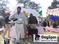 Dehradun Dog Show 2008 | Doberman,