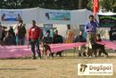 Dehradun Dog Show 2008 | boxer,