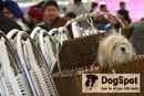Dehradun Dog Show 2008 | apso,