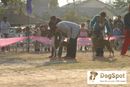 Dehradun Dog Show 2008 | boxer,