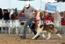 Dehradun Dog Show 2012 | akita,ex-42,sw-73,