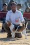 Dehradun Dog Show 2012 | beagle,ex-57,sw-73,