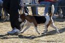 Dehradun Dog Show 2012 | beagle,ex-60,sw-73,
