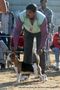 Dehradun Dog Show 2012 | beagle,ex-60,sw-73,
