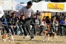 Dehradun Dog Show 2012 | beagle,ex-61,sw-73,