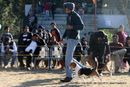 Dehradun Dog Show 2012 | beagle,sw-73,