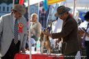 Dehradun Dog Show 2012 | beagle,ex-55,sw-73,