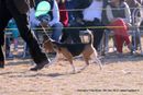Dehradun Dog Show 2012 | beagle,ex-55,sw-73,