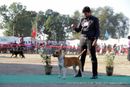 Dehradun Dog Show 2013 | american staffordshire terrier,sw-103,
