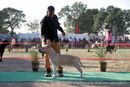 Dehradun Dog Show 2013 | american staffordshire terrier,sw-103,