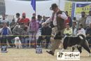 Dehradun Dog Show | Akita,