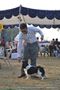 Dehradun Dog Show | ex-1,king charles,sw-47,