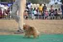 Dehradun Dog Show | ex-248,pomeranian,sw-47,