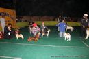 Delhi Dog Show 2012 | line up,sw-67,