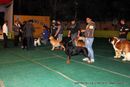 Delhi Dog Show 2012 | line up,sw-67,