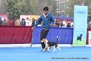 Delhi Dog Show 2013 | beagle,ex-51,sw-79,
