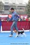 Delhi Dog Show 2013 | beagle,sw-79,