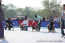 Delhi Dog Show 2013 | beagle,sw-79,