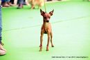 Delhi Kennel Club | ex-4,min-pin,miniature pinscher,sw-145,