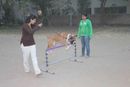 Dog Agility -Pune by Its Pawssible | dog agility -pune by its pawssible