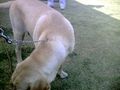 Dog Show 2009 by Ahmedabad Canine Club @ St Xavier's Loyola Memnager on 8th Nov 09 | 