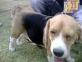 Dog Show 2009 by Ahmedabad Canine Club @ St Xavier's Loyola Memnager on 8th Nov 09 | 