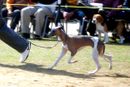 DOG SHOW 2009 |  ,OLYMPUS DIGITAL CAMERA,