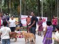 \\'Doggies Day Out\\' 27th March 2011 Bangalore | doggies day out 27th march 2011 bangalore
